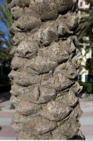 tree palm bark 0002